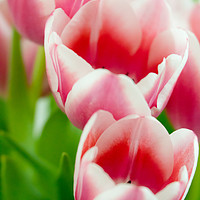 Buy canvas prints of Pink Tulips by DiFigiano Photography