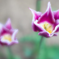 Buy canvas prints of Two-toned Tulips by DiFigiano Photography