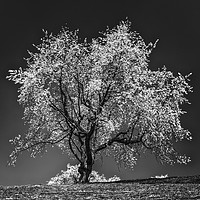 Buy canvas prints of The Cherry Tree by DiFigiano Photography