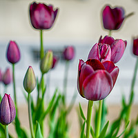 Buy canvas prints of Steckborn Tulips by DiFigiano Photography
