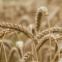 Buy canvas prints of Golden Wheat by DiFigiano Photography