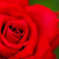Buy canvas prints of Red Rose by DiFigiano Photography