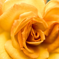 Buy canvas prints of Yellow Rose by DiFigiano Photography