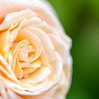 Buy canvas prints of Creamy Rose by DiFigiano Photography