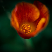 Buy canvas prints of Burnt orange Poppy by Hannan Images