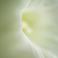 Buy canvas prints of Soft white flower by Hannan Images