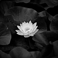 Buy canvas prints of Water Lily Black and White by Hannan Images