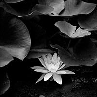Buy canvas prints of Hiding  Water Lily by Hannan Images