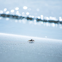 Buy canvas prints of Fijian sand crab by Hannan Images