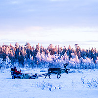Buy canvas prints of Reindeer in the snow by Hannan Images