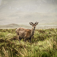 Buy canvas prints of Roe deer in the Scottish Highlands by Hannan Images