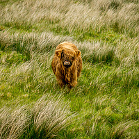 Buy canvas prints of Highland Cow by Hannan Images