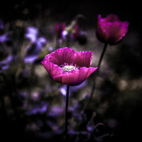 Buy canvas prints of Purple Poppy by Hannan Images