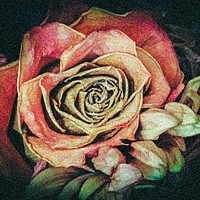 Buy canvas prints of Old fashioned rose by Hannan Images