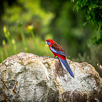 Buy canvas prints of Rosella by Hannan Images