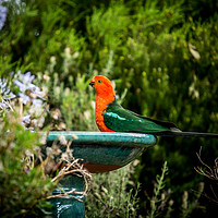 Buy canvas prints of Australian King Parrot  by Hannan Images