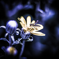 Buy canvas prints of The wasp and the flower by Hannan Images