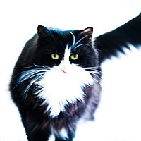 Buy canvas prints of Cat by Hannan Images