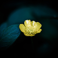Buy canvas prints of Yellow Buttercup by Hannan Images