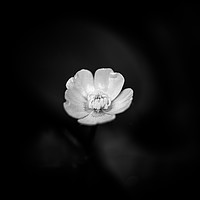Buy canvas prints of Black and White Buttercup by Hannan Images