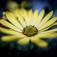 Buy canvas prints of Yellow Daisy by Hannan Images