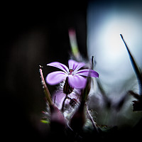 Buy canvas prints of Pink Campion by Hannan Images