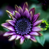 Buy canvas prints of Purple African Daisy by Hannan Images