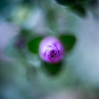 Buy canvas prints of Budding flower by Hannan Images