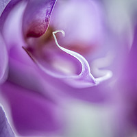 Buy canvas prints of Macro abstract image of a purple Orchid with a haz by Hannan Images