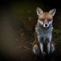 Buy canvas prints of Fox by Hannan Images
