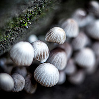 Buy canvas prints of Tiny mushrooms by Hannan Images