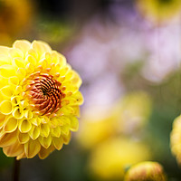 Buy canvas prints of Dahlia Yellow Heaven by Phil Spalding