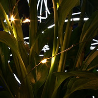 Buy canvas prints of Light painting behind plants by Connor Carter