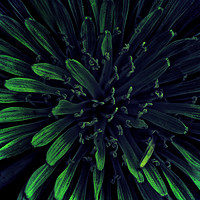Buy canvas prints of Blue and green dandelion by Connor Carter