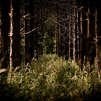Buy canvas prints of Trees in Thetford Forest by Connor Carter