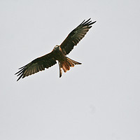 Buy canvas prints of Red Kite by Connor Carter