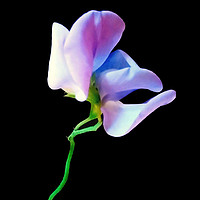 Buy canvas prints of PinkBlue Sweetpea by Gila Noriel-Pritcha