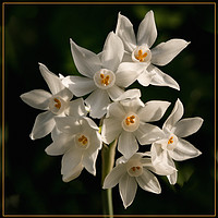 Buy canvas prints of Paper White Narcissus, in Natural settings. by Monica McMahon