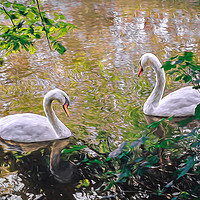 Buy canvas prints of Swans on the River Stour  by Monica McMahon