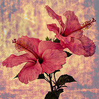 Buy canvas prints of Hibiscus Flower Duo, Art form by Monica McMahon