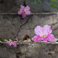 Buy canvas prints of Pink Trumpet Vine Flower Fallen Beauty. by Monica McMahon