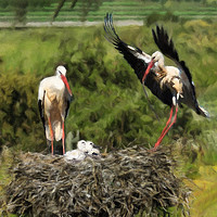Buy canvas prints of Storks waiting for food on their nest. by Monica McMahon