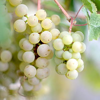 Buy canvas prints of Ripening grapes                                  by Ling Peng