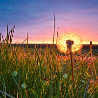 Buy canvas prints of Dandelion and Sunset                               by Ling Peng