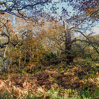 Buy canvas prints of English Oak woodland in Autumn. by Ian Francis