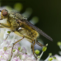 Buy canvas prints of fly on blossom ,close up,Macro photography, by kathy white