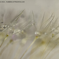 Buy canvas prints of Pearls on a dandelion seedheads, close up by kathy white