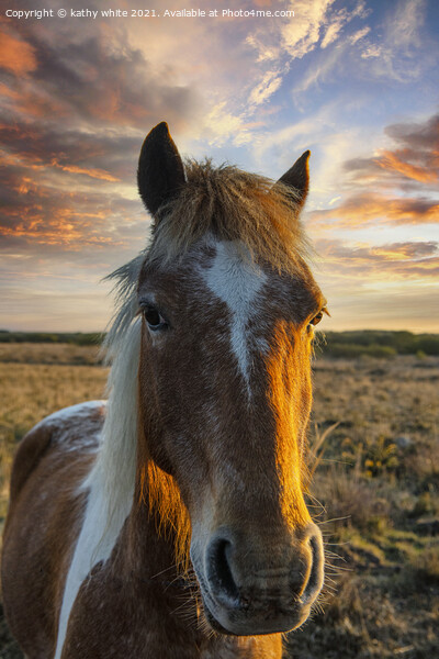 horse at sunset,portrait of a horse Picture Board by kathy white