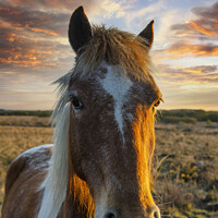 Buy canvas prints of horse at sunset,portrait of a horse by kathy white