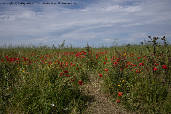 West Pentire Cornwall Red poppies ,,wild flowers Picture Board by kathy white